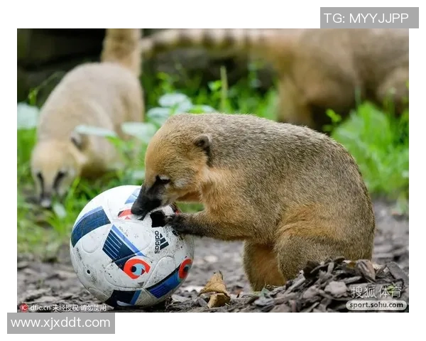 足球明星与可爱动物亲密互动的温馨瞬间揭秘