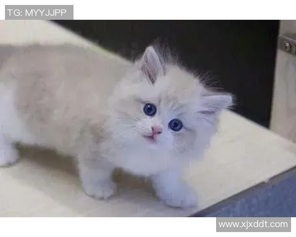 足球明星与布偶的温馨生活揭秘背后的故事与情感纽带